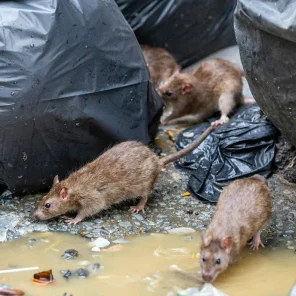 Дератизация