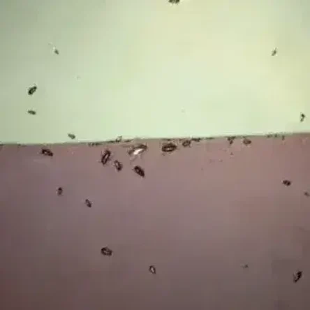 Дезинсекция