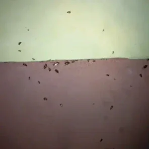 Дезинсекция